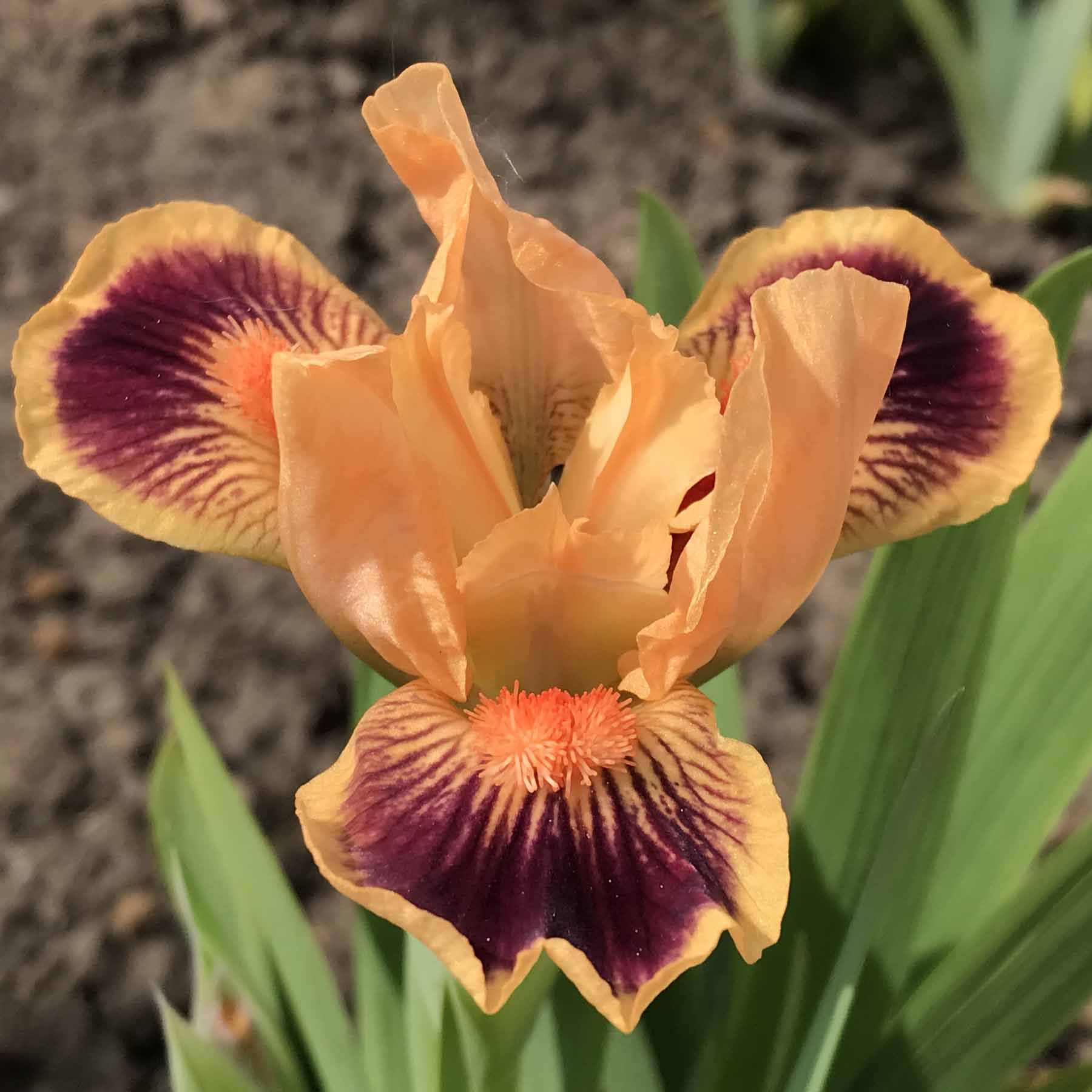 KB MDB 13  Kopie.jpg